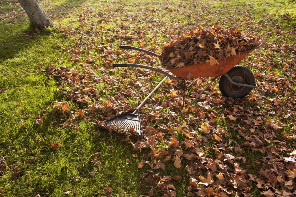 Autumn leaves clean up - Ideas for Garden, Backyard and space around