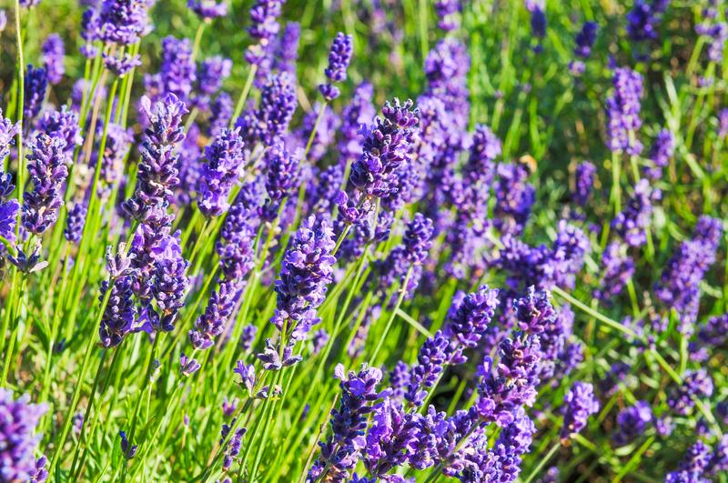lavender insect repellent