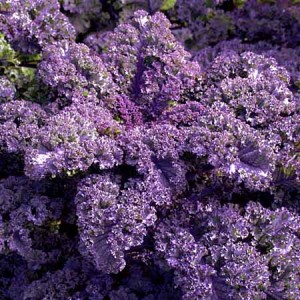Curly Purple Kale