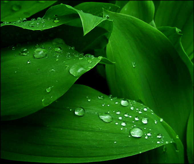 wet-leaves2