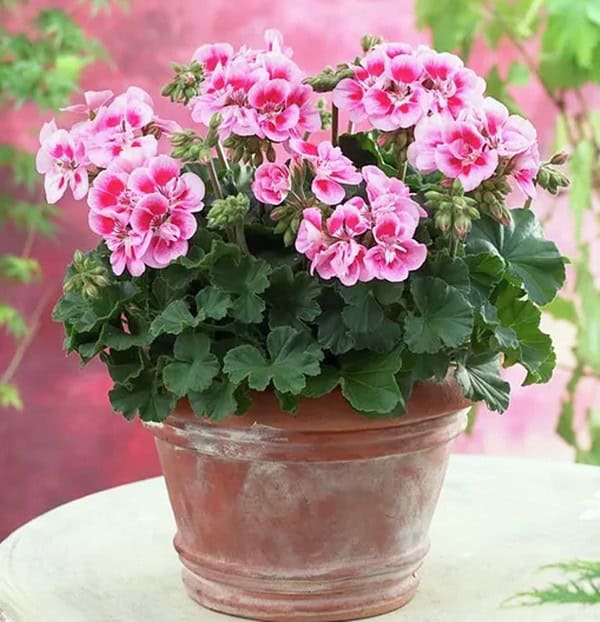 Pink geraniums in a terracotta pot