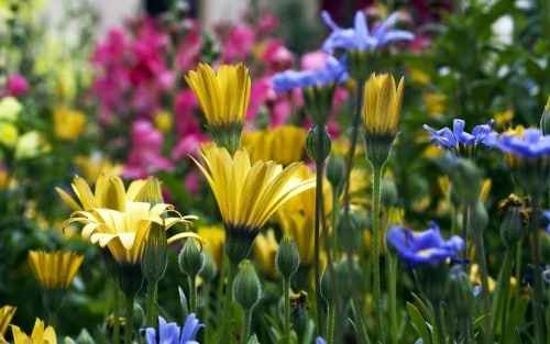 Colorful wildflowers blooming in a vibrant garden.