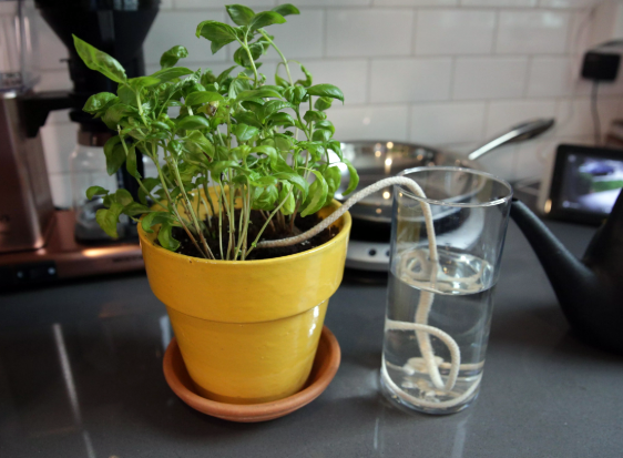 how to water plants while away