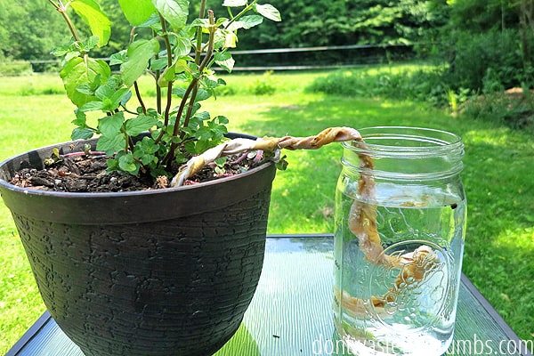 How To Water Plants While Away Ideas, Ways To Water Garden While Away