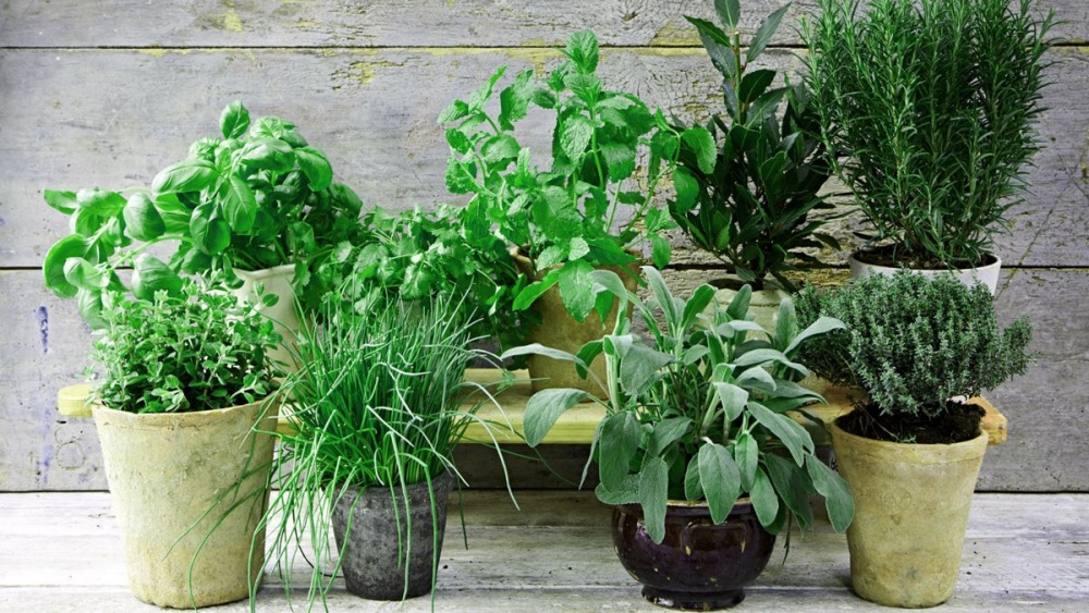 vegetables and herbs in containers